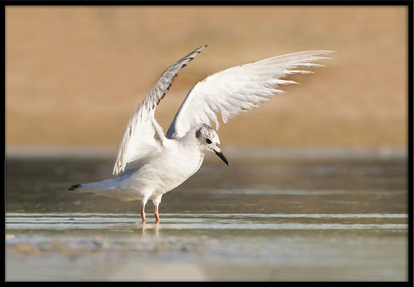 Bonaparte's Gull (juvi)