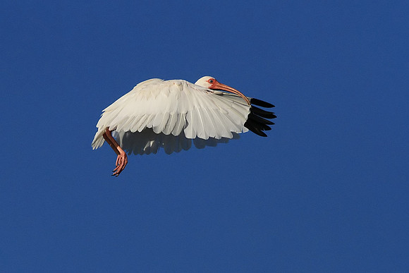 White Ibis