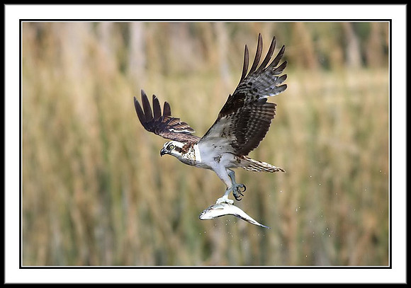 Osprey