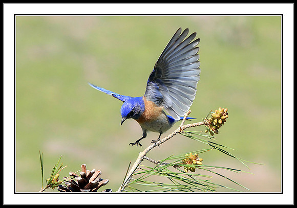 Western Bluebird