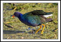 Purple Galinule