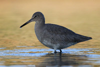 Willet