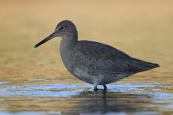 Willet