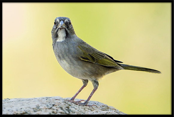 Green-tailed Towhee