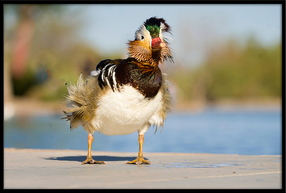 Mandarin Duck
