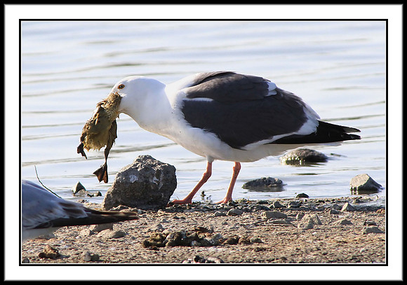 Sad endings. A gull takes a gosling and swallows it whole.