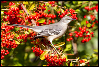 Mockingbird