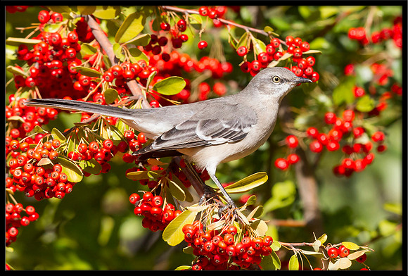 Mockingbird