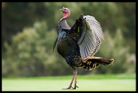 Turkey