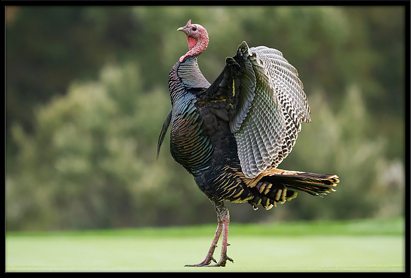 Turkey