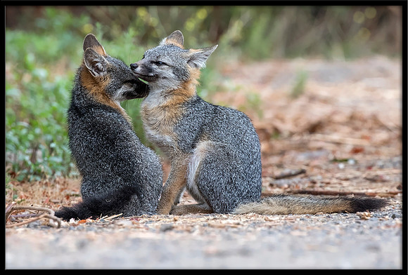Grey Fox