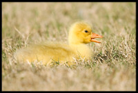 Domestic Embden Gosling