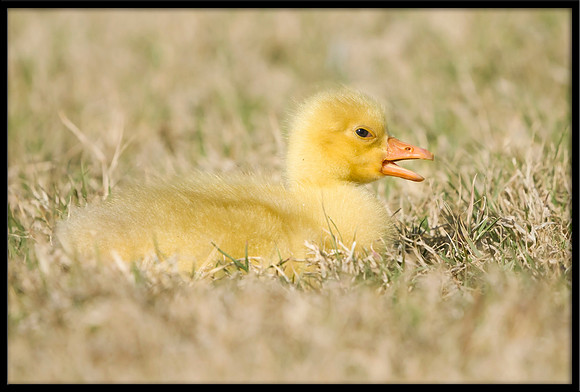 Domestic Embden Gosling
