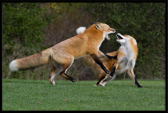 Red Foxes Fighting