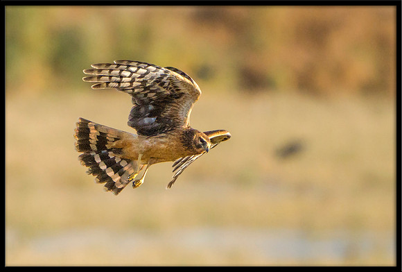 Northern Harrier
