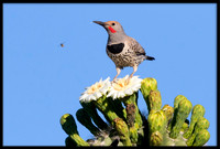 Flickers