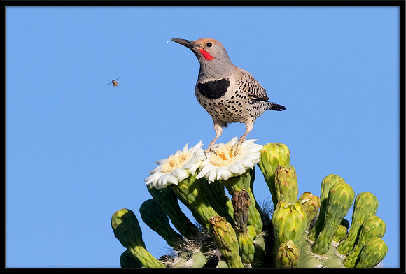 Gilded Flicker