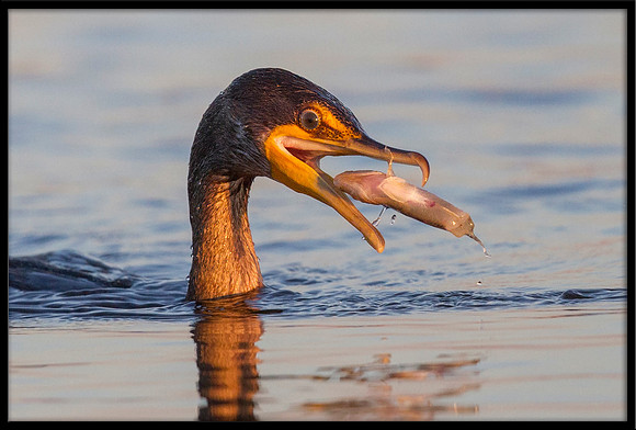 Cormorant