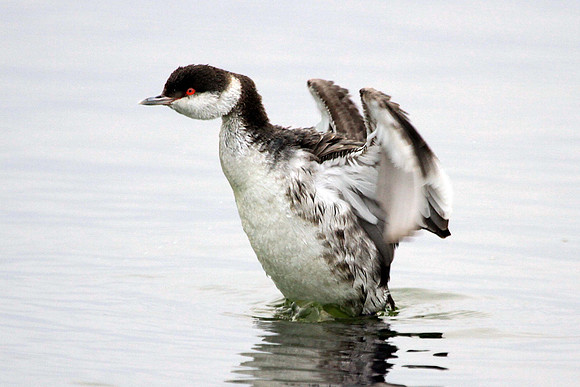 Horned Grebe