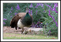 Peahen Mom with 12-week old Chick
