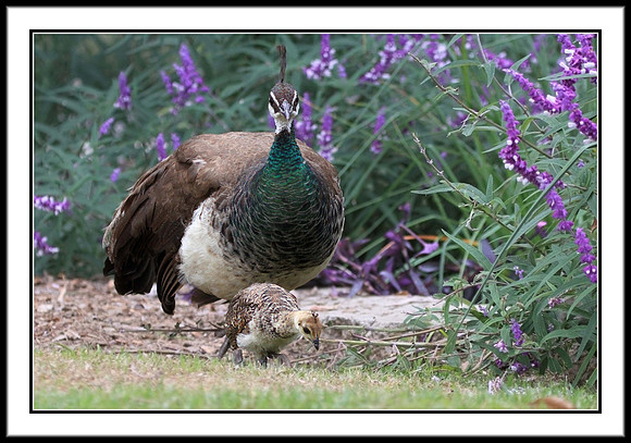 Peahen Mom with 12-week old Chick