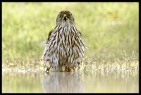 Cooper's Hawk
