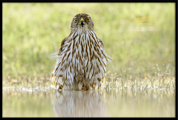 Cooper's Hawk