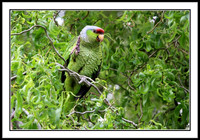 Lilac-crowned Amazon Parrot (wild in San Jose, CA)