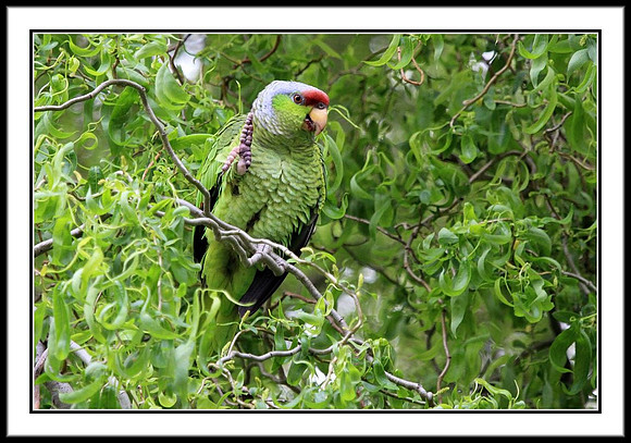 Lilac-crowned Amazon Parrot (wild in San Jose, CA)
