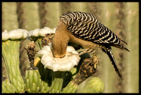Gila Woodpecker eating nectar from cactus flower