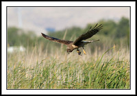 Northern Harrier