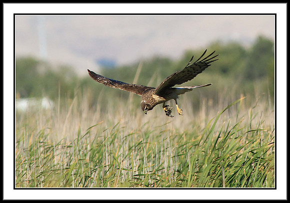 Northern Harrier
