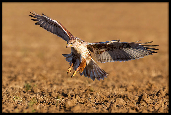 Ferruginous Hawk