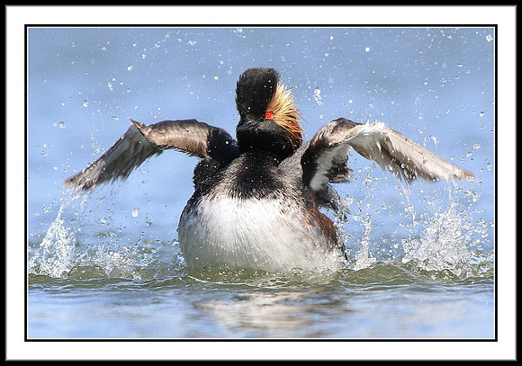 Eared Grebe