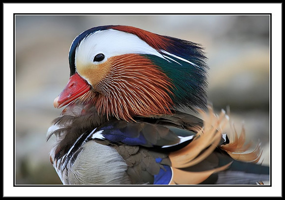 Mandarin Duck