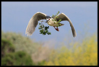 Black-crowned Night Heron with nesting material