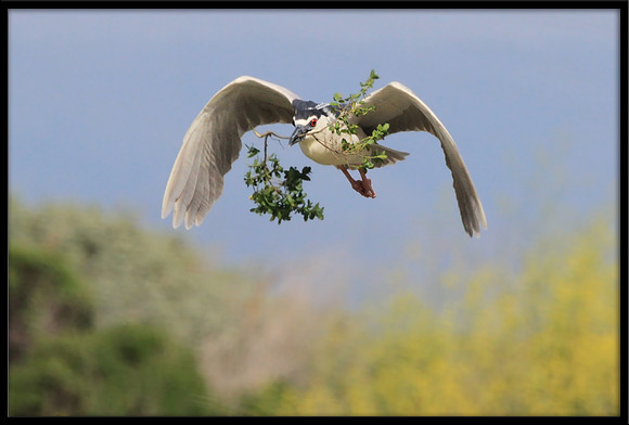 Black-crowned Night Heron with nesting material