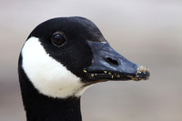 Canada Goose with sand in its mouth