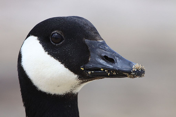 Canada Goose with sand in its mouth