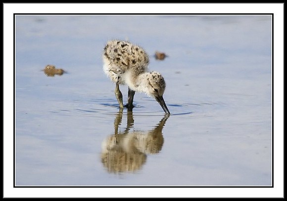 Avocet chick