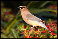 Cedar Waxwing