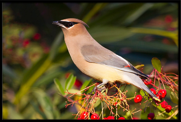 Cedar Waxwing