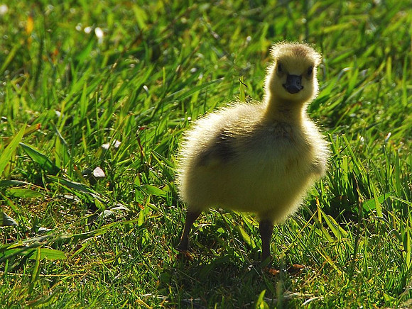 Gosling
