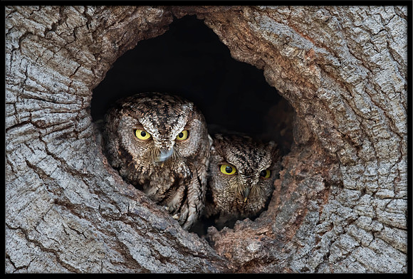 Western Screech Owl Pair