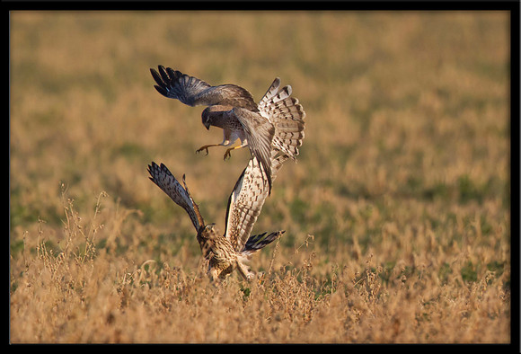 Northern Harrier couple