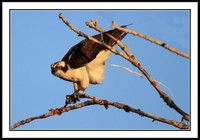 Osprey lightening his load