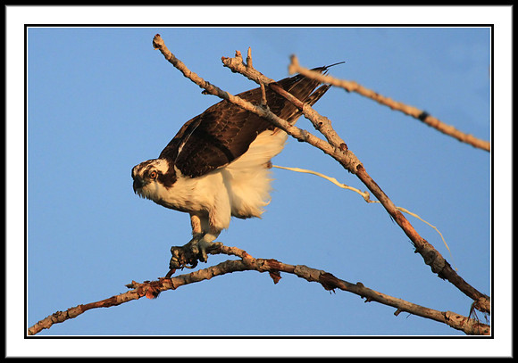 Osprey lightening his load