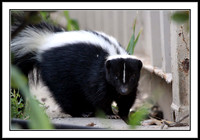 Striped Skunk