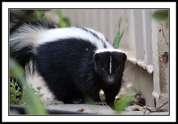Striped Skunk
