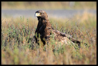Golden Eagle